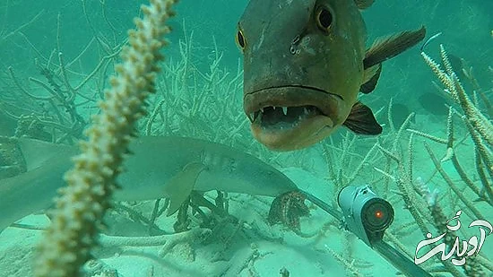 تصاویر منتخب حیات وحش در یک هفته